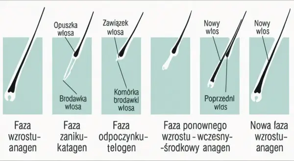 Cykl życia włosa: anagen (wzrost), katagen (zanik), telogen (odpoczynek), a potem nowy włos wyrasta.